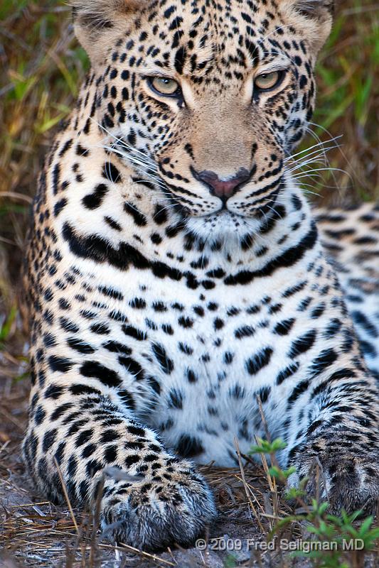 20090615_100153 D300 (3) X1.jpg - Leopard in Okavanga Delta, Botswana